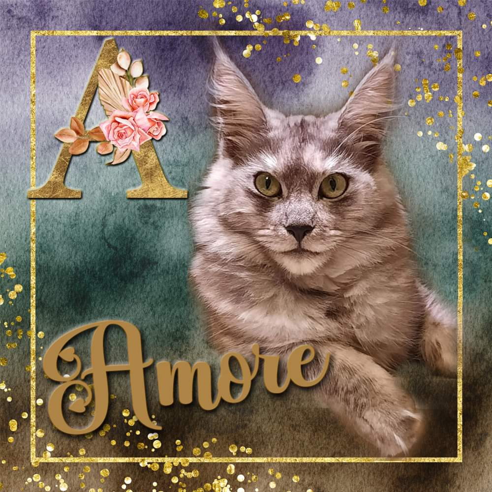 Amore van Maine Coon Cattery Confidante