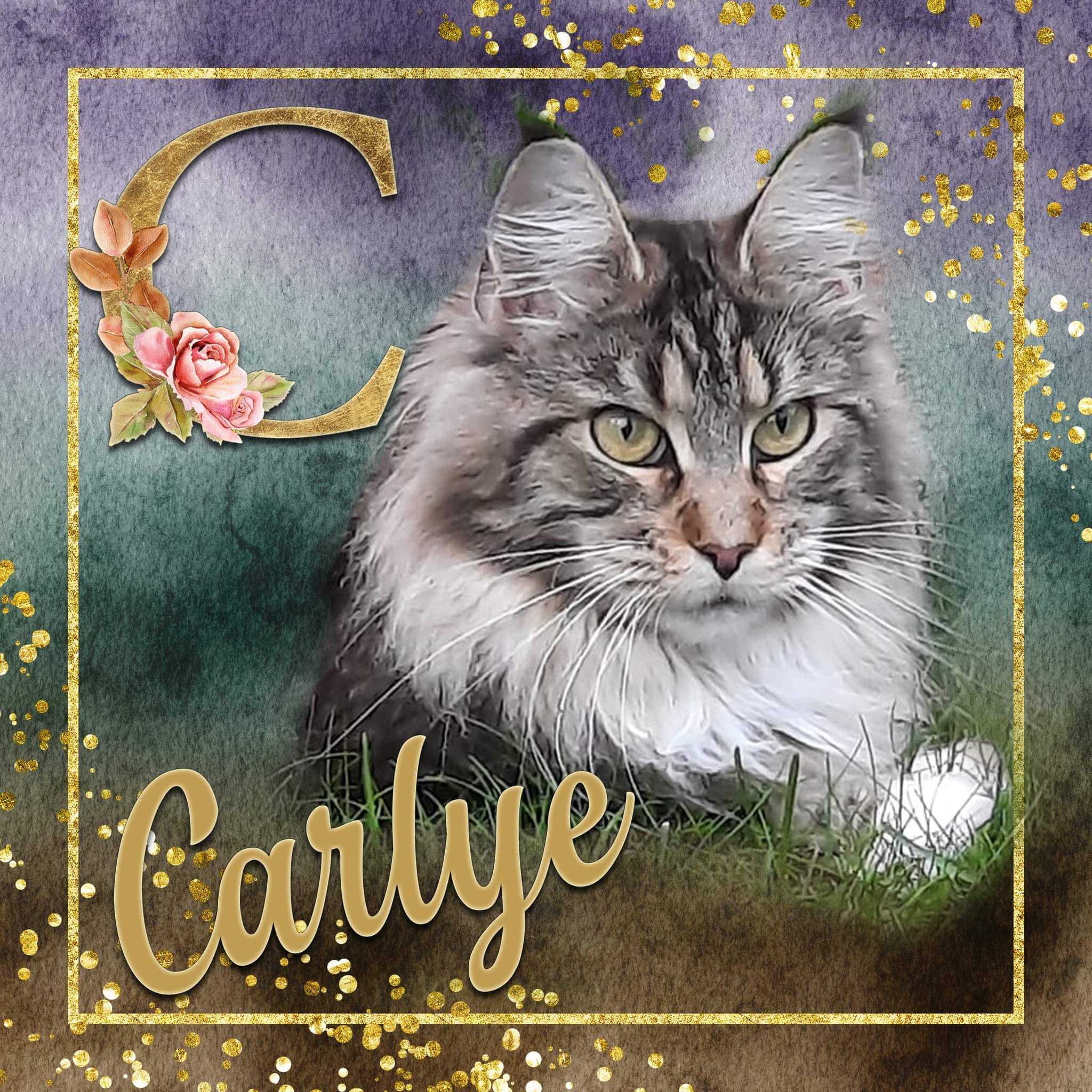 Carlye van Maine Coon Cattery Confidante