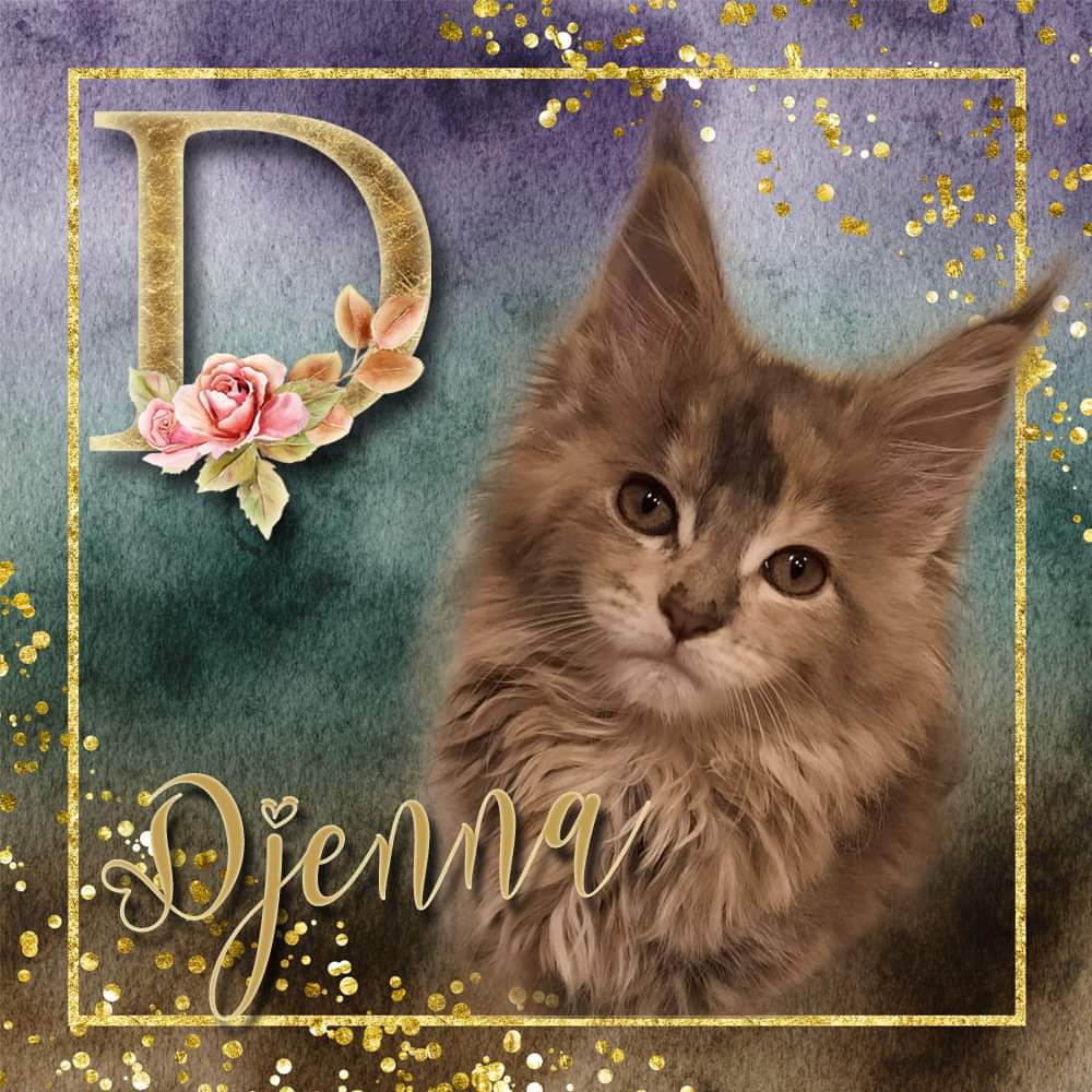 Djenna van Maine Coon Cattery Confidante