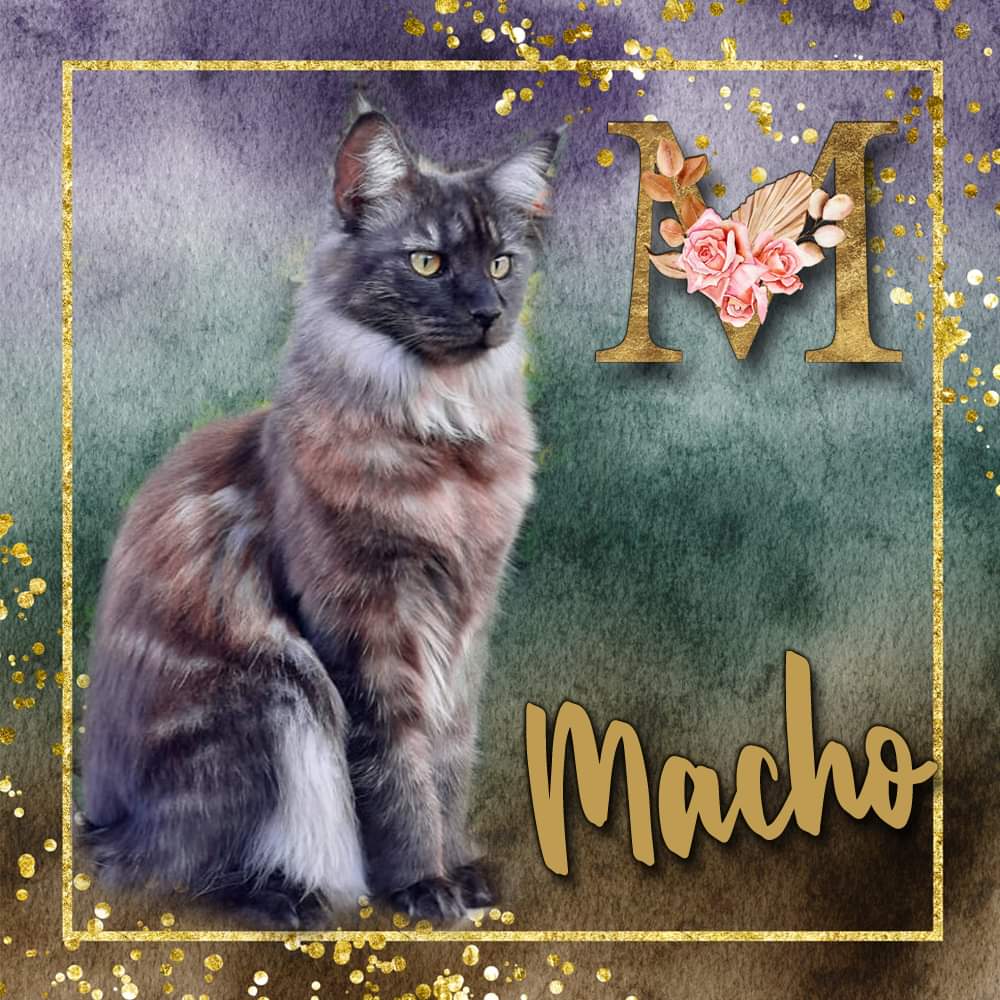 Macho van Maine Coon Cattery Confidante