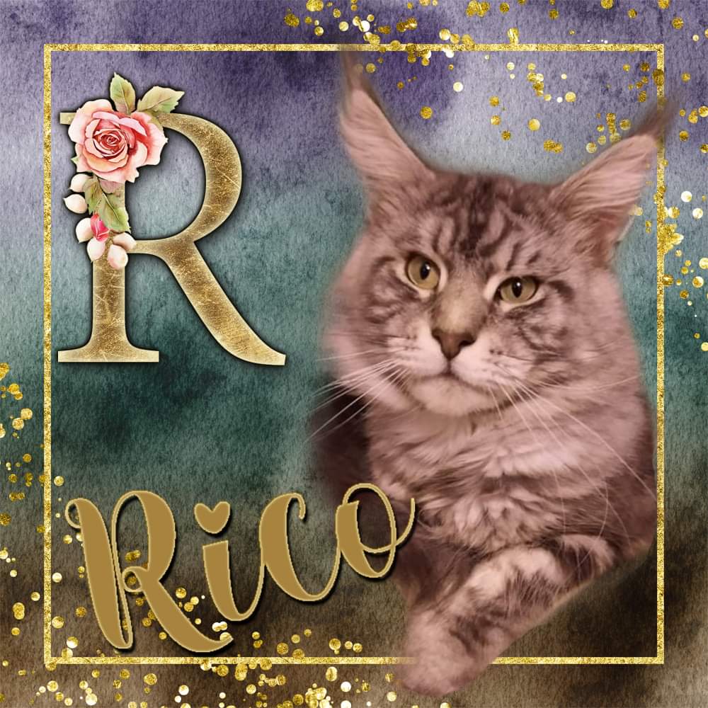 Rico van Maine Coon Cattery Confidante