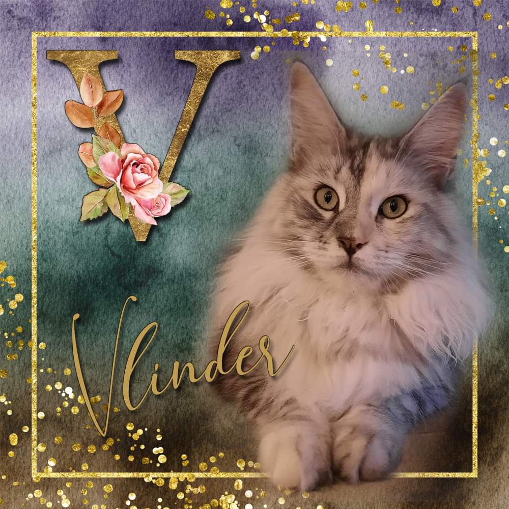 Vlinder van Maine Coon Cattery Confidante