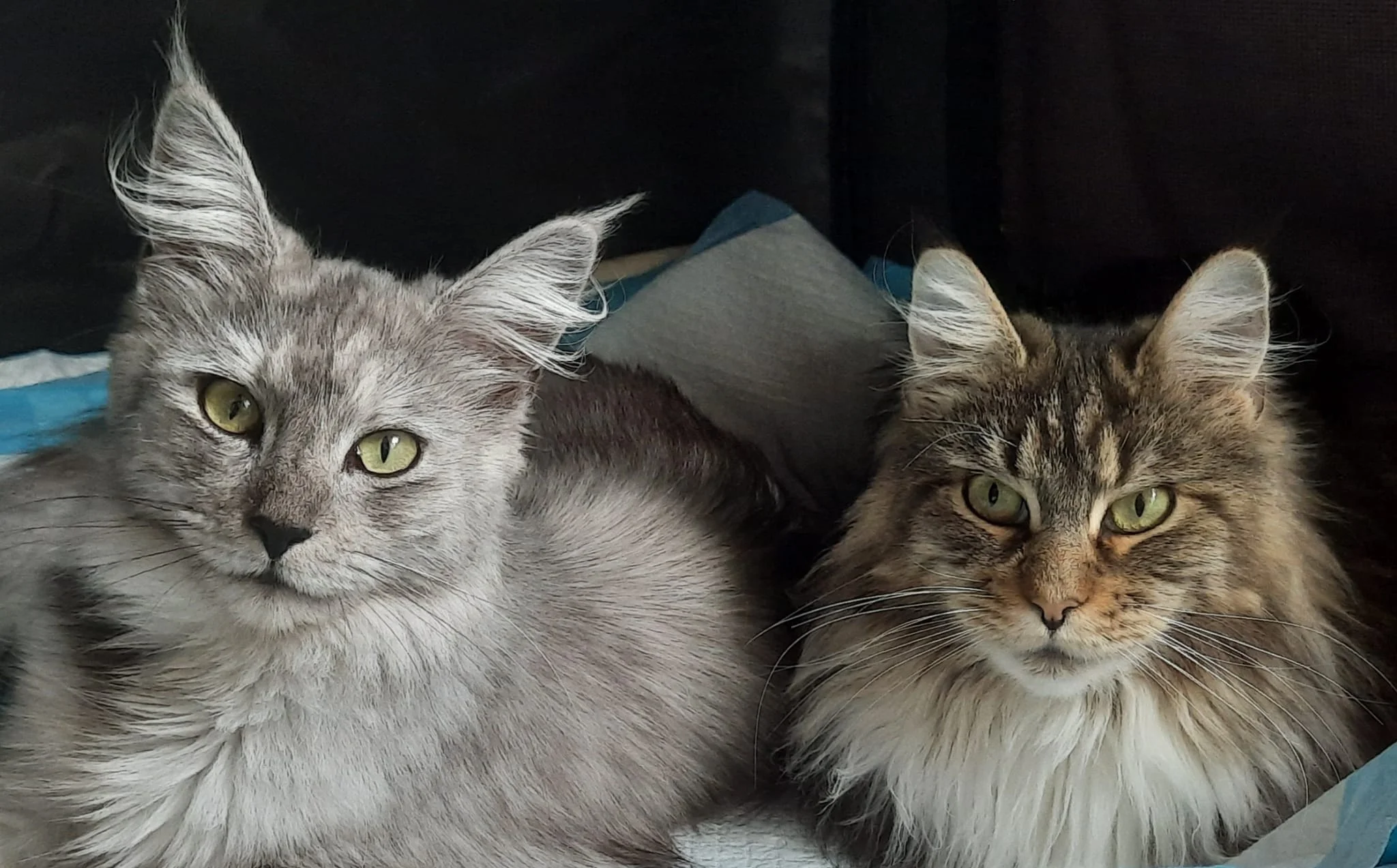 Maine Coon Mix Kat Volg]Aftellen! Maine Coon Kittens Verwacht!