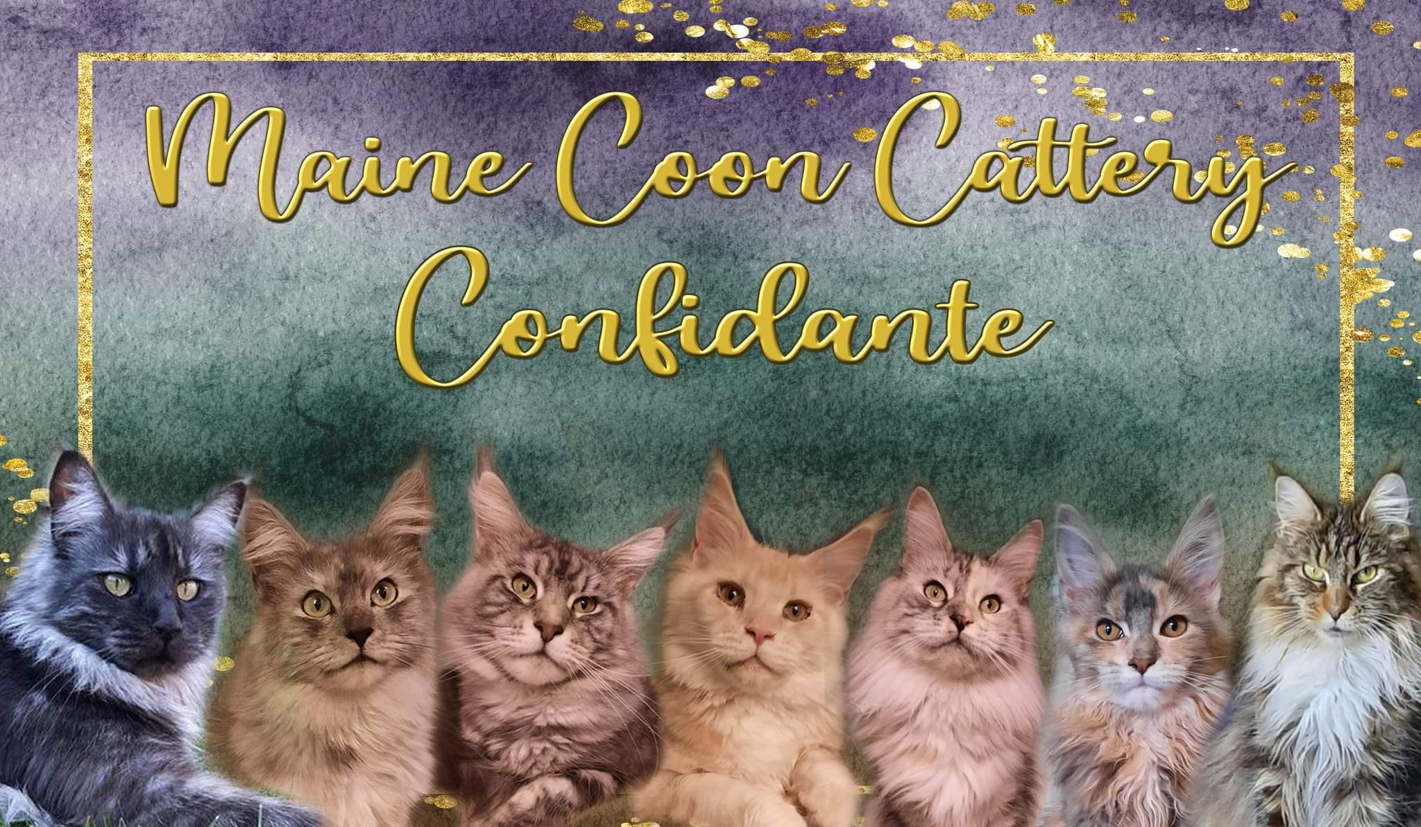 Maine Coon Cattery Confidante Maine Coon Cattery Confidante