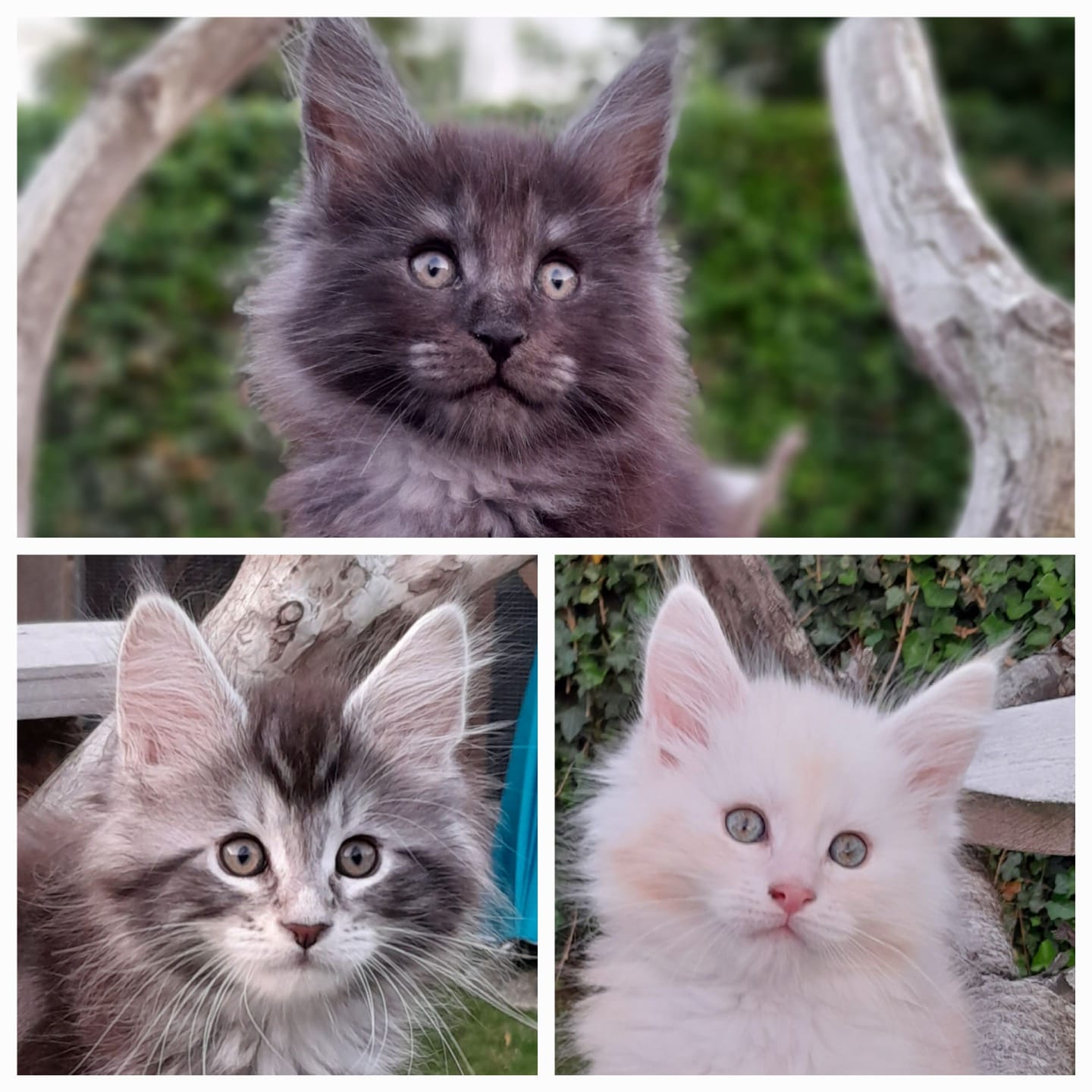 Maine coon cattery confidante