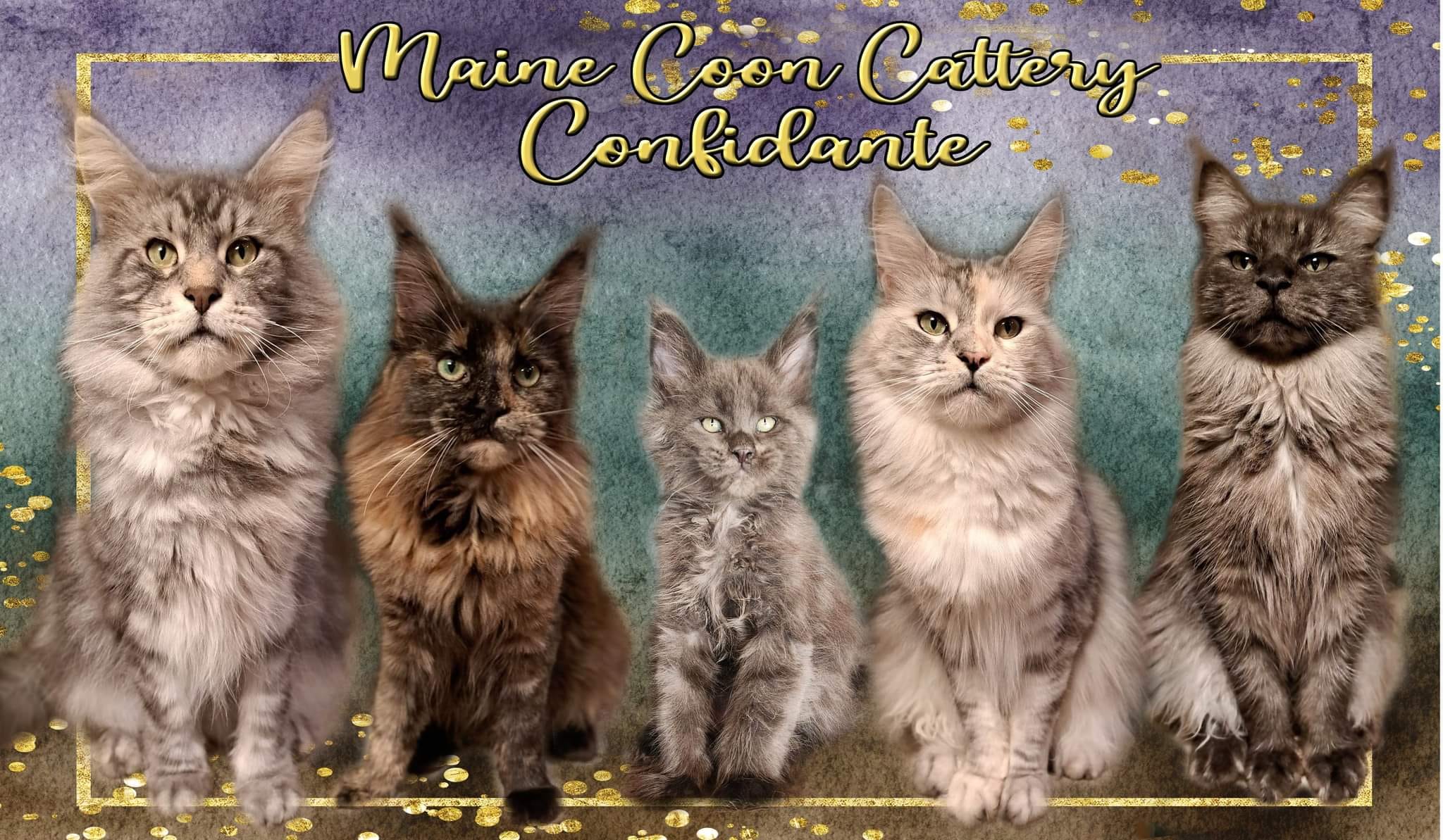 Maine Coon Cattery Confidante Maine Coon Cattery Confidante