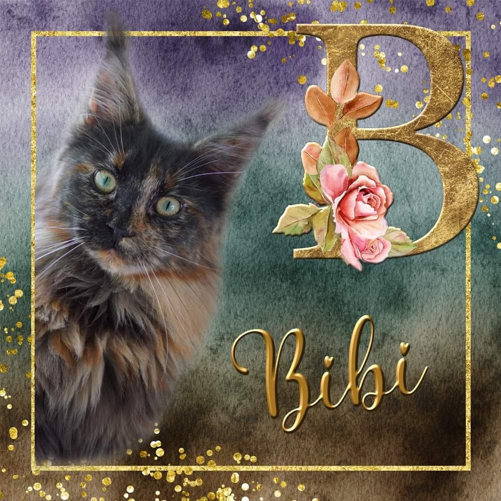 Bibi van Maine Coon Cattery Confidante