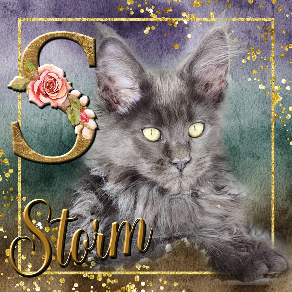 Storm van Maine Coon Cattery Confidante