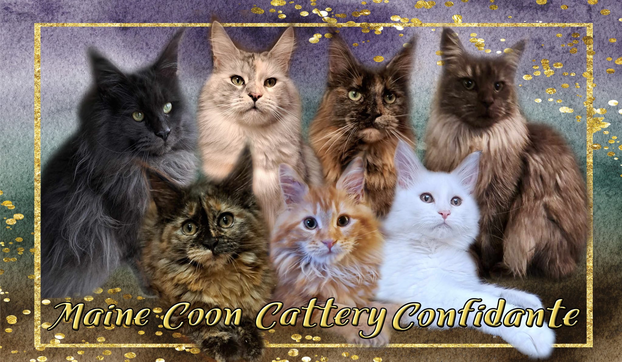 Maine Coon Cattery Confidante