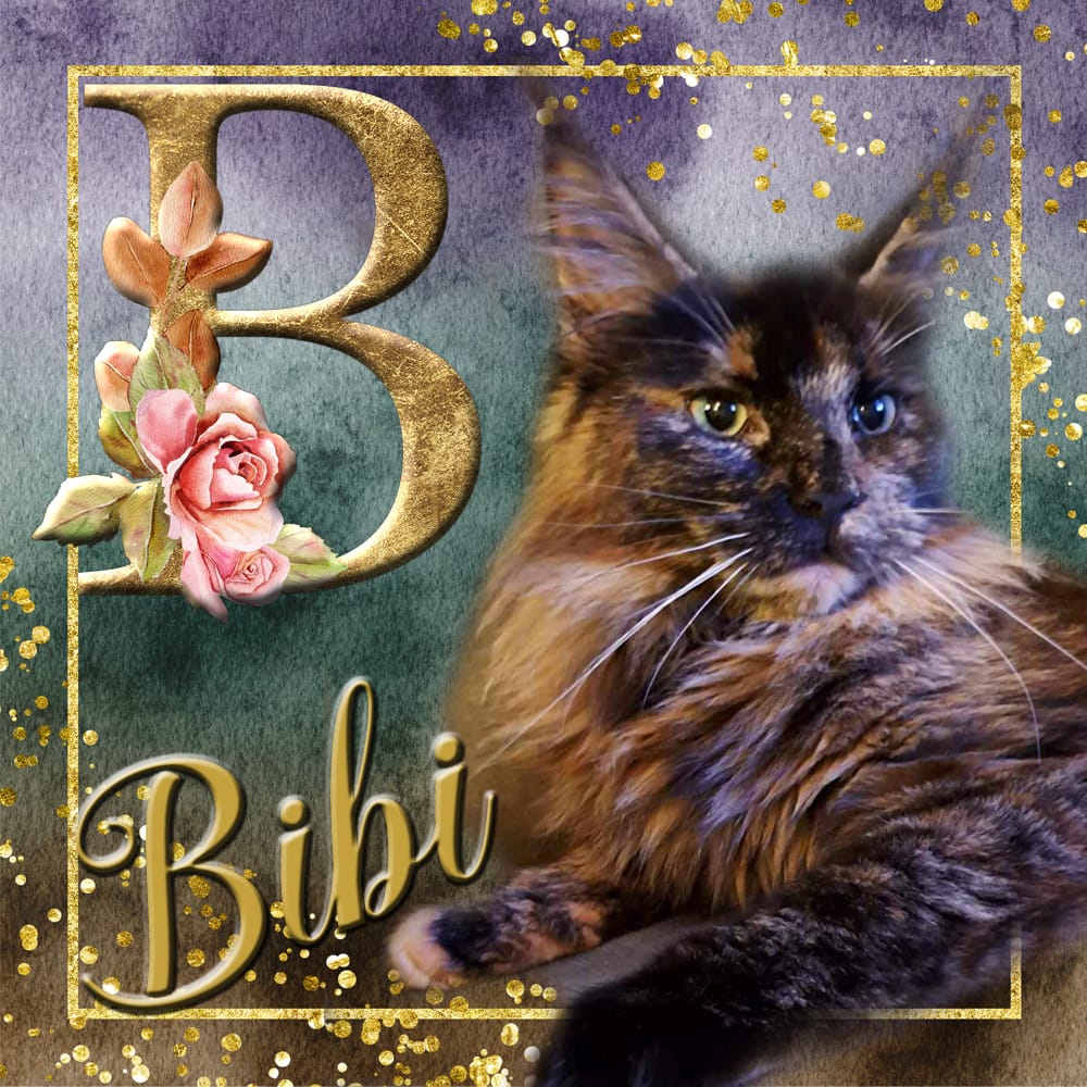 Bibi van Maine Coon Cattery Confidante