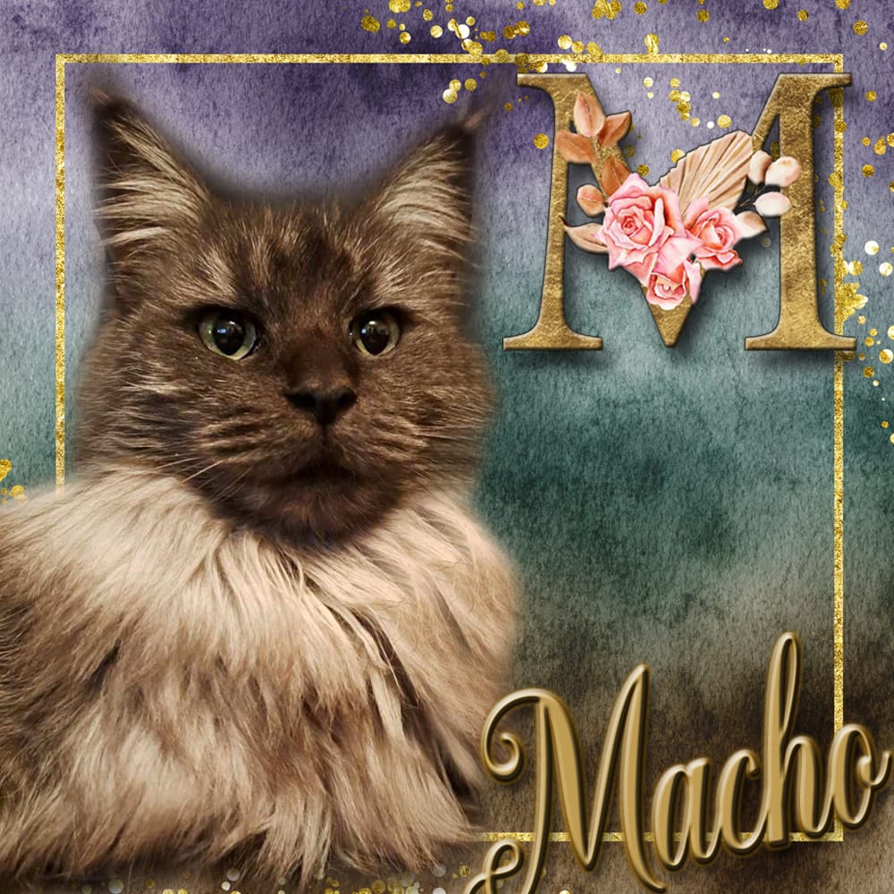 Macho van Maine Coon Cattery Confidante