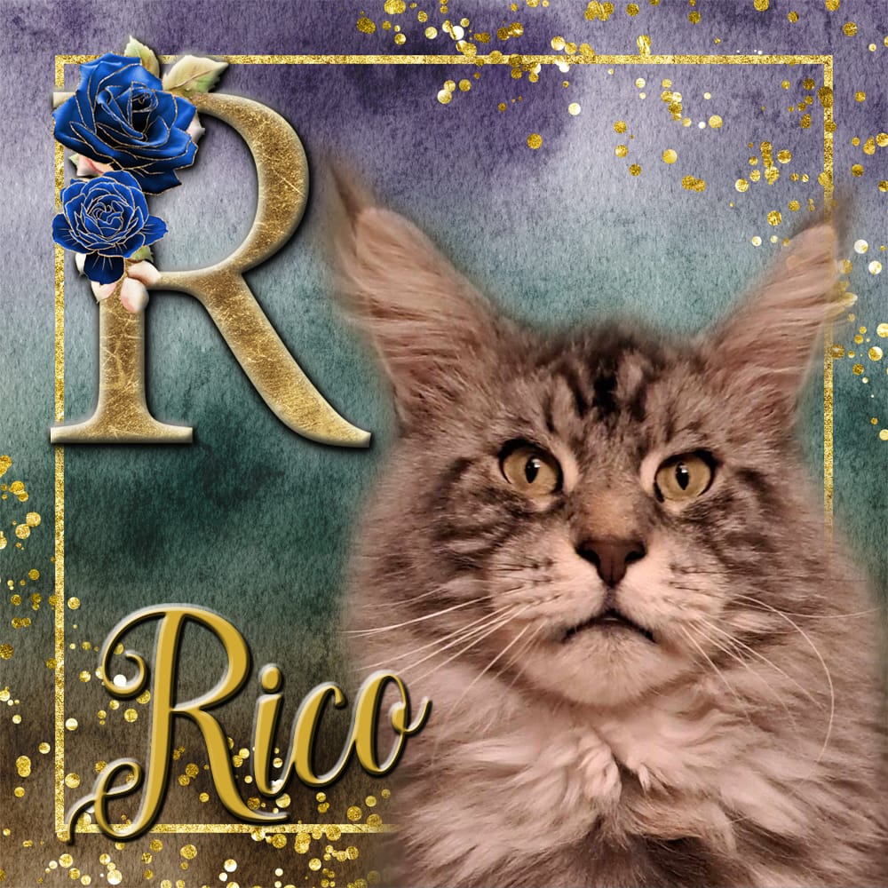 Rico van Maine Coon Cattery Confidante