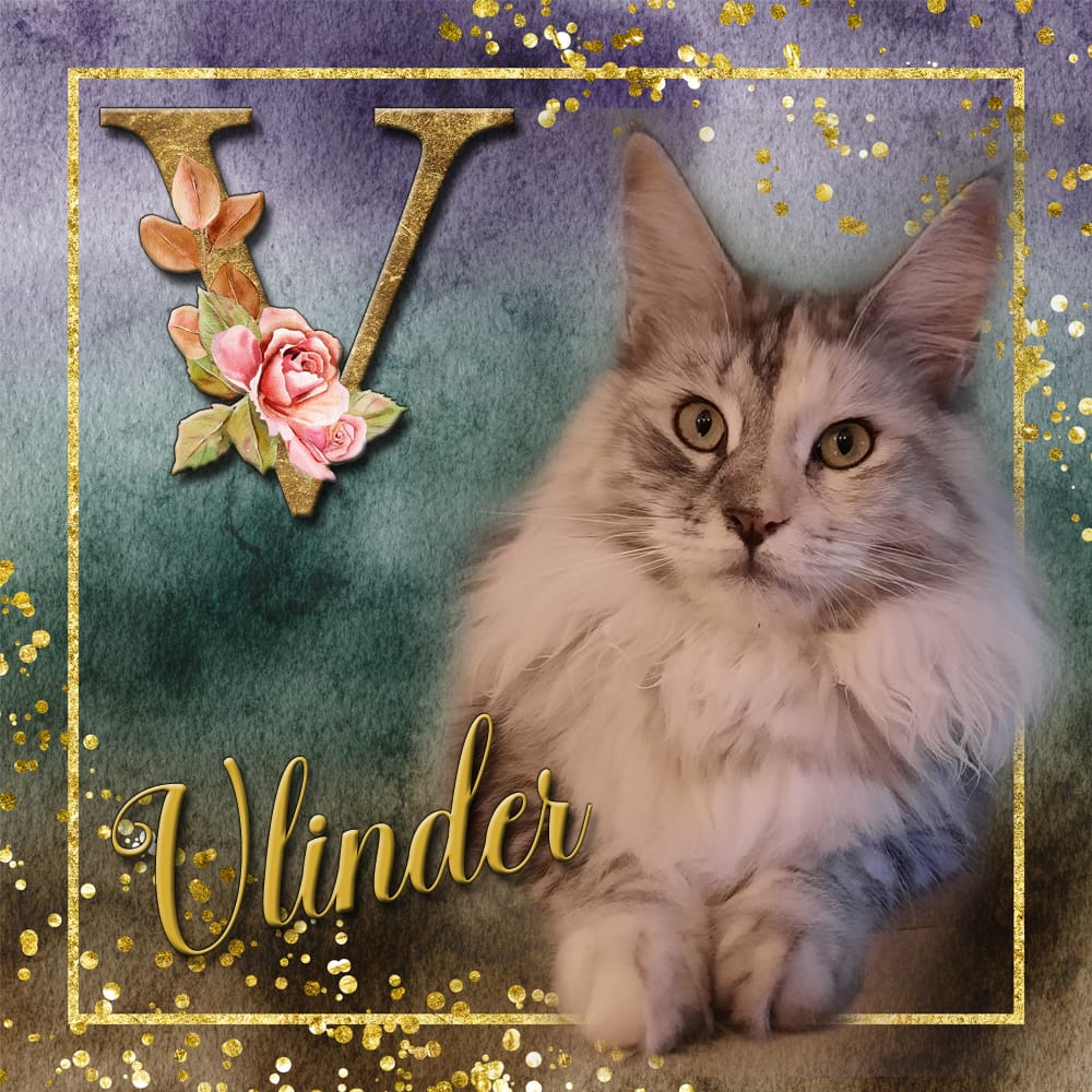 Vlinder van Maine Coon Cattery Confidante