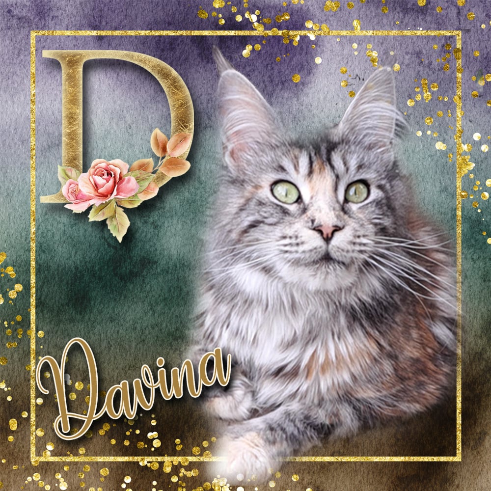 Macho van Maine Coon Cattery Confidante