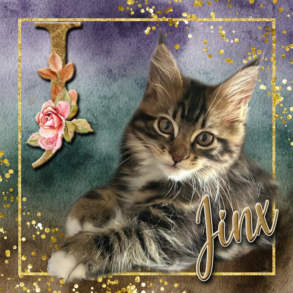 Vlinder van Maine Coon Cattery Confidante