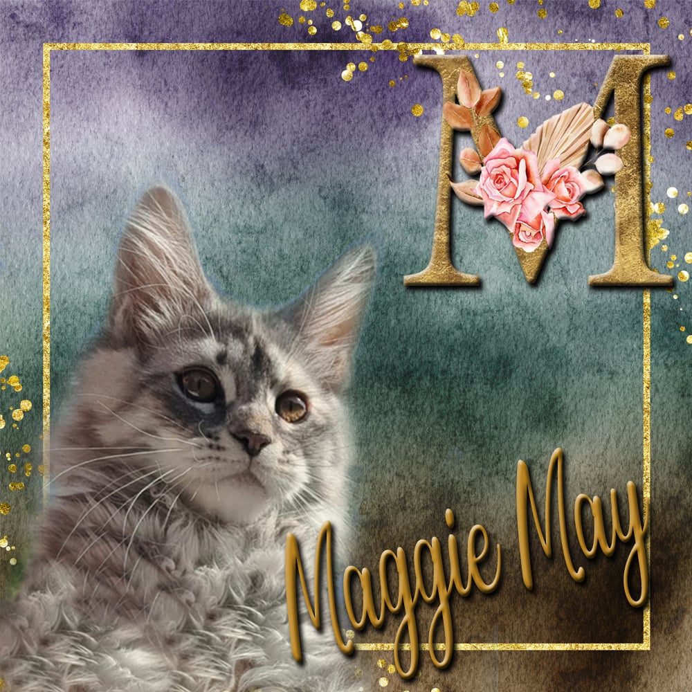 Vlinder van Maine Coon Cattery Confidante