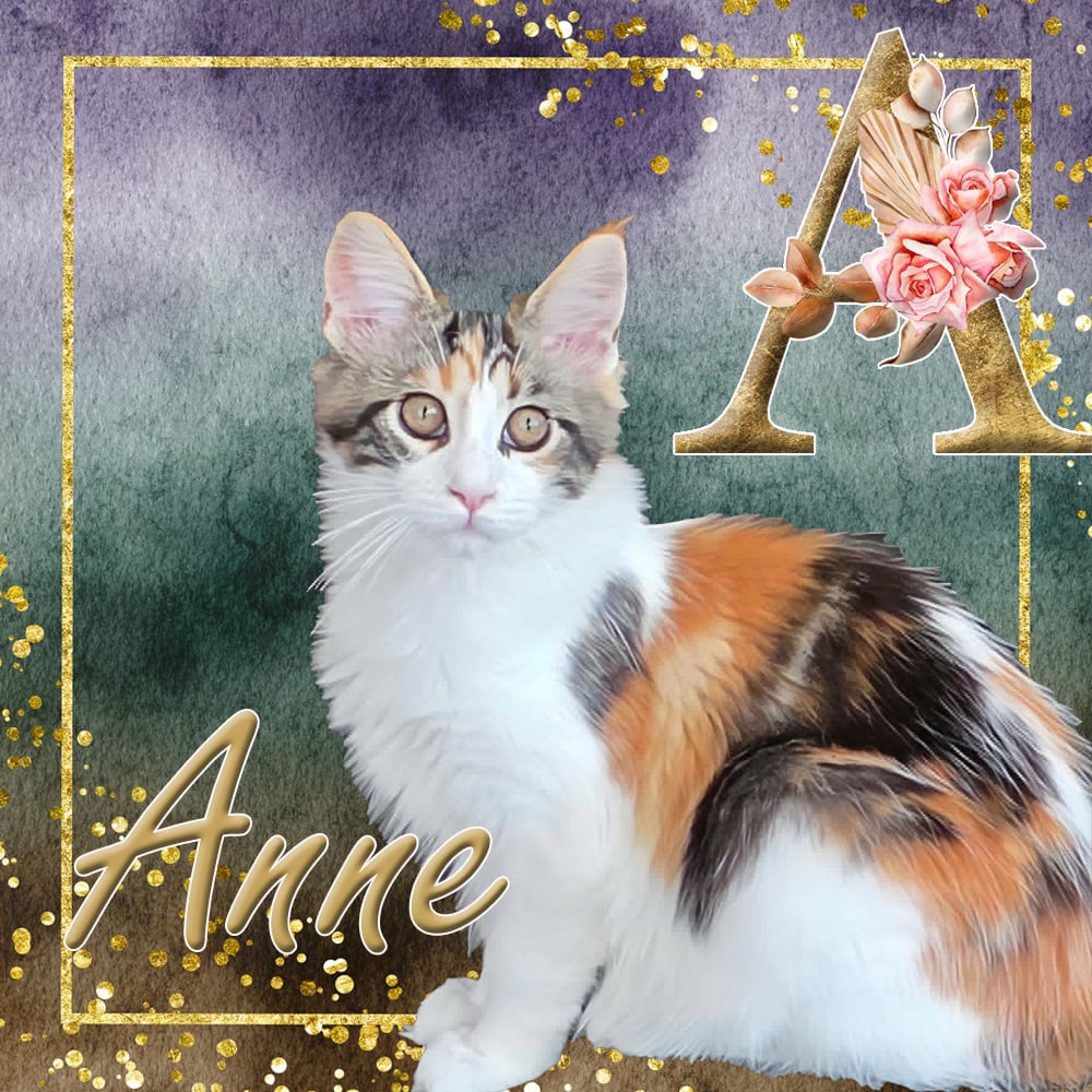 Vlinder van Maine Coon Cattery Confidante